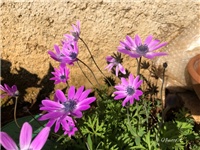 7bc55fbf-20190328 Anemona.jpg